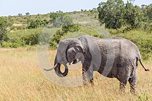 African Elephant eating grass on the savannah in Africa