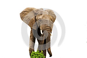 African Elephant Eating Isolated