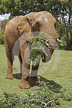 African Elephant eating leafy branches
