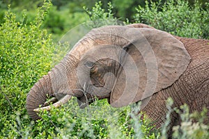 African Elephant Eating Leaves