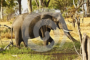 African Elephant eating minerals