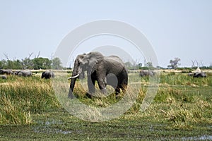 Un elefante mangiare minerali 