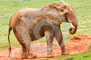 African Elephant Eating Mud