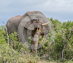 African Elephant eating