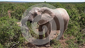An African elephant eats greens in the savannah in South Africa.