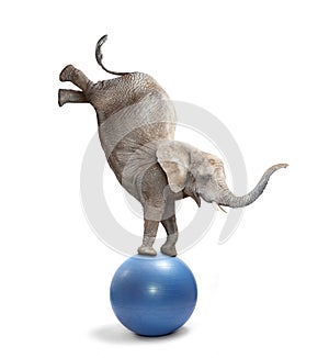 African elephant elephant balancing on a ball.