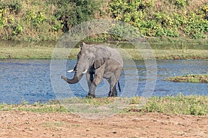 African Elephant emerging from the Letaba River