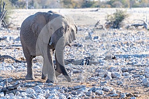 African Elephant in Etosha