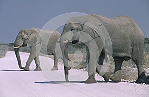 African Elephant Etosha National Park