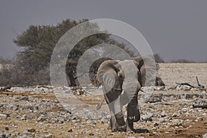 African Elephant in Etosha National Park