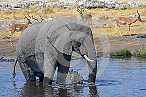 African elephant in the Etosha National Park in Namibia