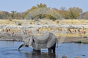 African elephant in the Etosha National Park in Namibia