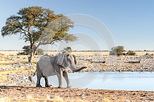 African elephant, Etosha national park, Namibia