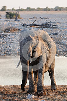 African elephant, etosha nationalpark, namibia