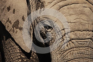 African elephant eye