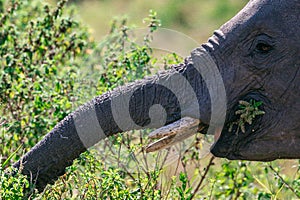 African Elephant eye side view Portrait In The Bush at the Maasai Mara National Game Reserve park rift valley Narok county Kenya E