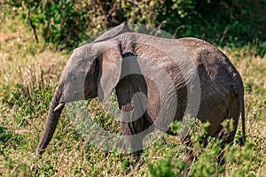 African Elephant eye side view Portrait In The Bush at the Maasai Mara National Game Reserve park rift valley Narok county Kenya E