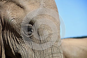 African Elephant Face