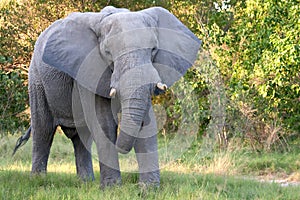 African Elephant Facing photo