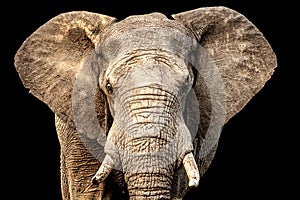 African elephant facing camera with ears out and black background