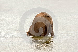 African elephant falling over in a water hole