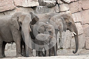 African Elephant Family.