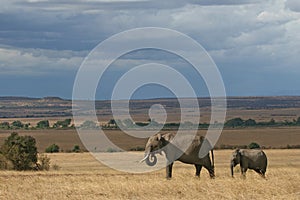 African Elephant Family