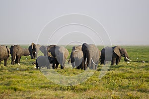 African Elephant Family