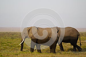 African Elephant Family