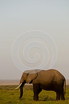 African Elephant Family