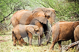 African elephant family