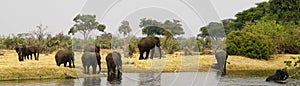 African Elephant family