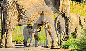 African elephant family with a baby suckling on mother