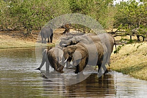 African Elephant family