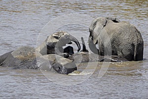 African Elephant family with calf in Mara river