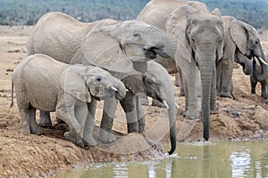 African Elephant family with calves at waterhole