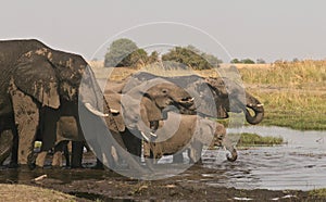 African Elephant family drinking