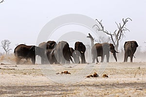 African elephant family at a dusty waterhole