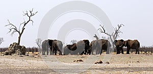 African elephant family at a dusty waterhole