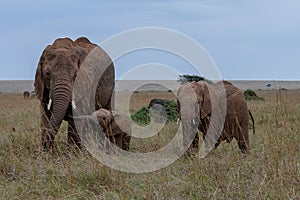 African elephant family on the grasslands of the Masai Mara, Kenya