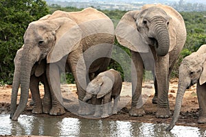 African Elephant Family Group