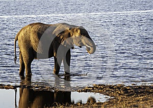 African Elephant family at lake walking and drinking