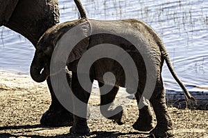 African Elephant family at lake walking