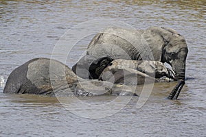 African Elephant family in Mara river