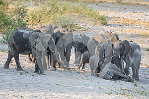 African Elephant Family