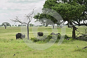 African elephant family roaming in green savanah photo