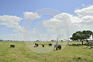 African elephant family roaming in green savanah photo