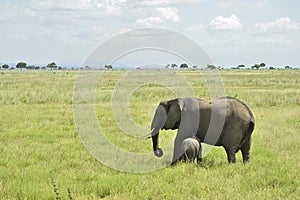 African elephant family roaming in green savanah photo