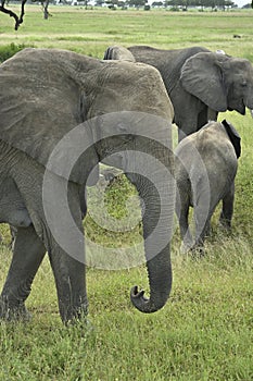 African elephant family roaming in green savanah photo