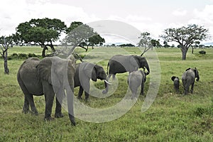 African elephant family roaming in green savanah photo